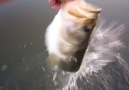 BARE-HANDED BASS FISHING