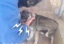 Barınakta insanlardan hiç şefkat görmemiş bir köpek ve sonrası...