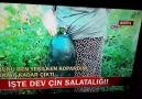 Bartın& Çin&gelen tohumu ektiler... - Kastamonu İlçe ve Köyleri