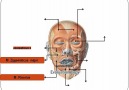 baş-boyun anatomisi