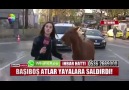 Başıboş Atın Muhabir Hanım Kıza Çökmeye Çalışması