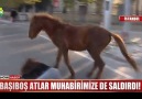 Başıboş atlar muhabire saldırdı!