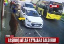 BAŞIBOŞ ATLAR YAYALARA SALDIRDI!