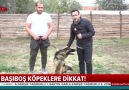 Başıboş köpeklere dikkat!