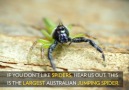 Başının arkasında gözleri olan Avustralya Sıçrayan Örümceği.