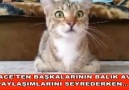 Başkalarının avlarını izlerken )