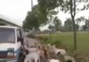 Başka Yere Otlamaya Gidicez