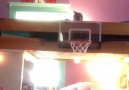 Basketbol oynayan kediler D D