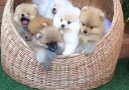 Basket of cutenessby instagram.comheropom.ir