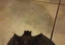 Bat Bites Homeowner In Kitchen