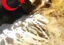BATMAN ŞEHİTLERİNİN ŞEREFİNE TAKTİK MAKTİK YOK BAM BAM BAM...cCc...