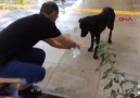 BATMAN - Sokak köpeğine avucu ile su içirdi