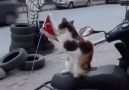 Bayrağın değerini bilen KEDİ...