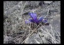 Bayramınız KUT lu olsun... (üstad ŞEHRİYAR&kaleminden ve sesinden nevruz.)