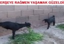 Bazen Her şeye Rağmen Yaşamak Güzeldir...