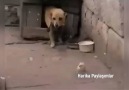 Bazı insanlarınsenden öğreneceği çok şey var be köpeğim