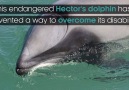 BBC Earth - Dolphin invents a new way to breathe Facebook