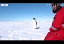 BBC Earth - Dynasties When a penguin comes to say hello Facebook