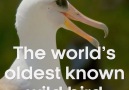 BBC Earth - Earth&Tropical Islands World&oldest known wild bird Facebook