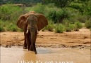 BBC Earth - Elephant Caught on Deadly Snare Facebook