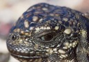 BBC Earth - Iguana vs Snakes Full Clip (Official) Facebook