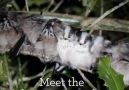 BBC Earth - Long-tailed tits - ultimate snugglers Facebook