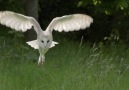 BBC Earth - Majestic barn owl Facebook