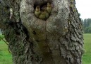 BBC Earth - Mandarin ducklings fledge the nest Facebook