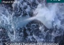 BBC Earth - Migaloo the Whale Australia Earth&Magical Kingdom Facebook
