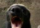 BBC Earth - Natural World The honey badger - an animal genius Facebook