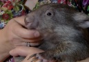 BBC Earth - Nature&Miracle Orphans Wombat&journey back to the wild Facebook