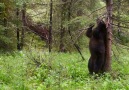 BBC Earth - Planet Earth II Mountains - Grizzly Bear Dance