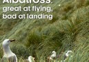 BBC Earth - Seven Worlds One Planet Albatross landings Facebook