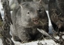 BBC Earth - Seven Worlds One Planet Wombats in the snow Facebook