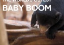 BBC Earth - The world&cutest baby boom Facebook