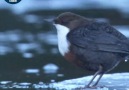 BBC Earth - Winterwatch Dipper dives beneath the ice Facebook