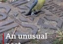 BBC Springwatch - &video of blue tit nest in drain Facebook