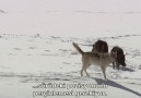 BBC  Yellowstone: Kış - Vahşi Kurtlar [5/5]