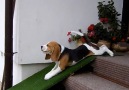 Beagle Slides Down Ramp On Belly