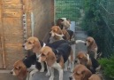 Beagle Universe - Best Trained Beagles ever Facebook