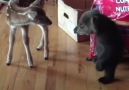 Bear Cub Meets Deer