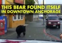 Bear Eludes Police in Alaska