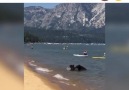 Bear family Swimming With Humans At The Beach.