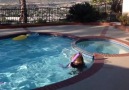 Bear hangs out in the pool