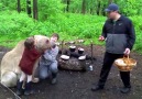 Bear Loves Camping