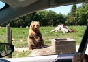 Bear Makes An Unbelievable Catch