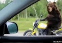 Bear on motorcycle
