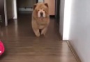 Bear or Dog