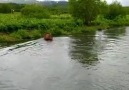 - Bears catching fish