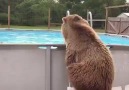 Bears like taking a quick dip too